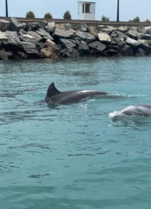 Delfines en el mar