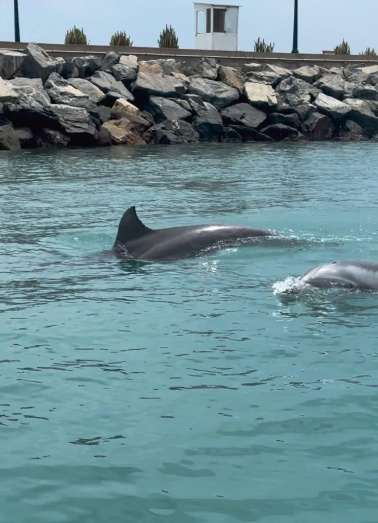 Delfines en el mar
