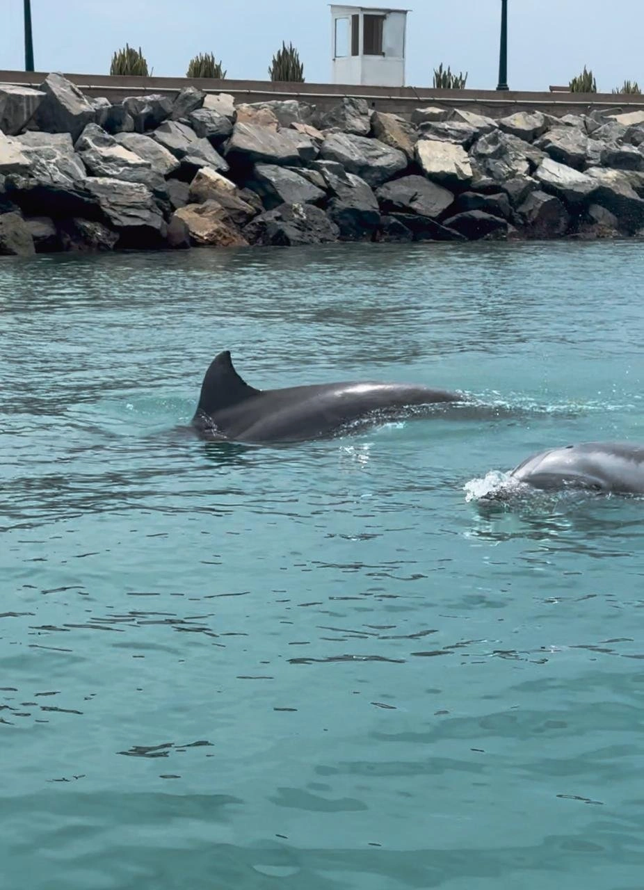 Delfines en el mar